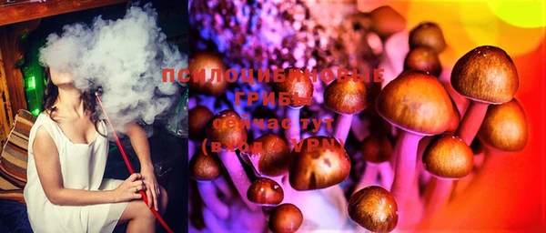 прущие грибы Рославль